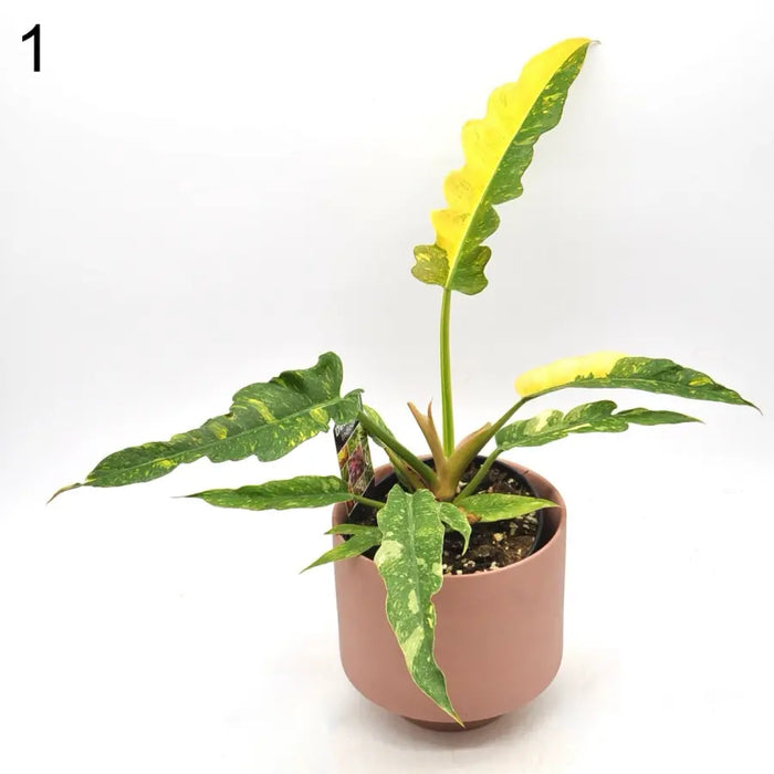 Philodendron Ring of Fire - indoor plant