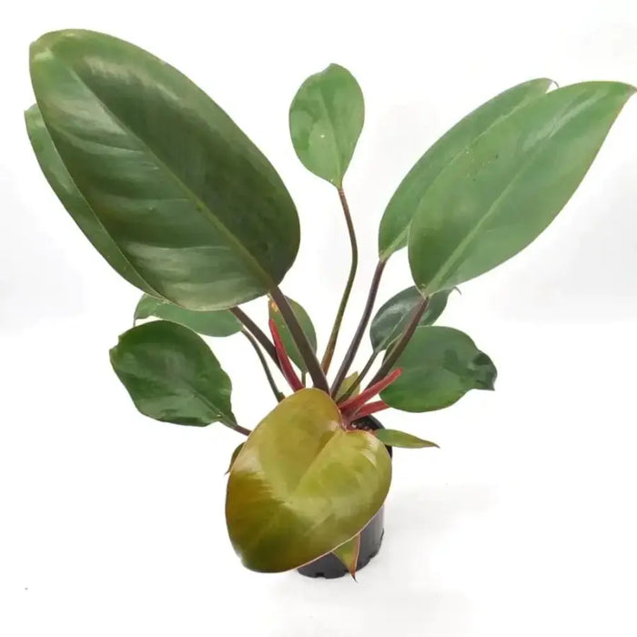 Philodendron Rojo Congo - medium