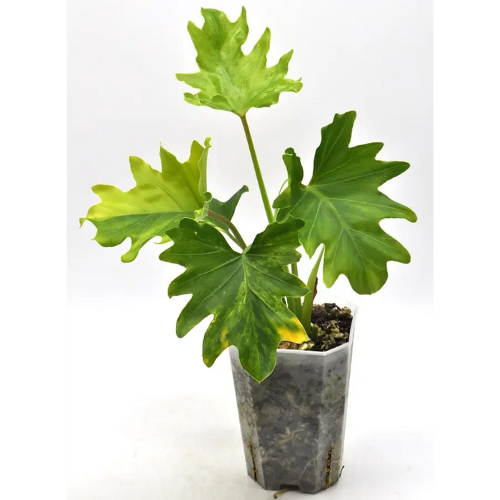 Philodendron Selloum 'hope' Variegata