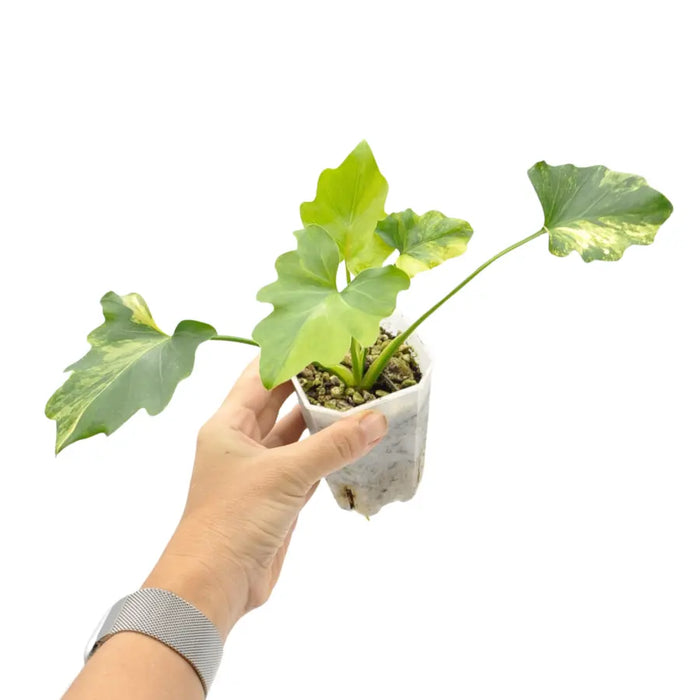 philodendron selloum hope variegated Philodendron Selloum 'hope' Variegata indoor plant — Green My Space