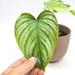 Philodendron Silver Cloud