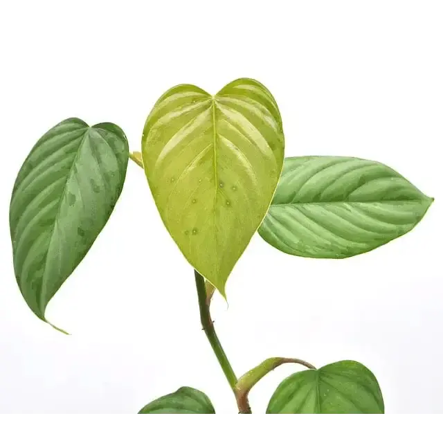 Philodendron Sodiroi