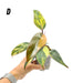 Philodendron Strawberry Shake - indoor plant