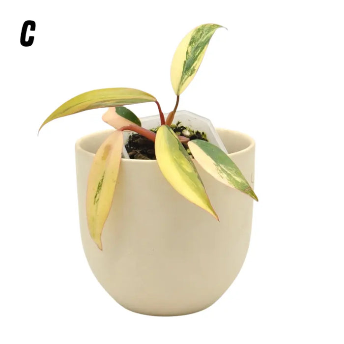 Philodendron Strawberry Shake - indoor plant