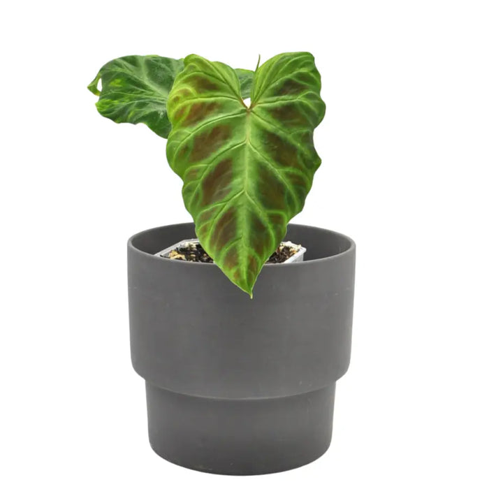 Philodendron Verrucosum - indoor plant