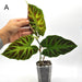 Philodendron Verrucosum *Ugly Discount* - A - indoor plant