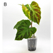 Philodendron Verrucosum *Ugly Discount* - B - indoor plant