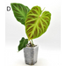 Philodendron Verrucosum *Ugly Discount* - D - indoor plant