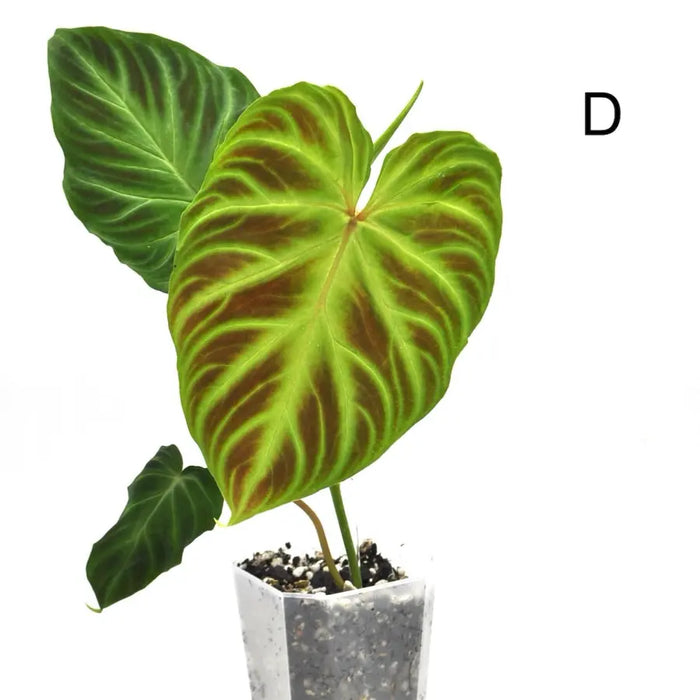 Philodendron Verrucosum *Ugly Discount* - indoor plant