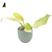 Philodendron Whipple Way - indoor plant