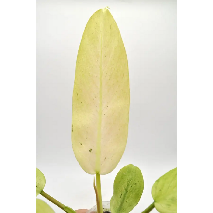 Philodendron Whipple Way - indoor plant