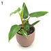 Philodendron White Princess - 1 indoor plant