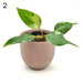 Philodendron White Princess - 2 indoor plant