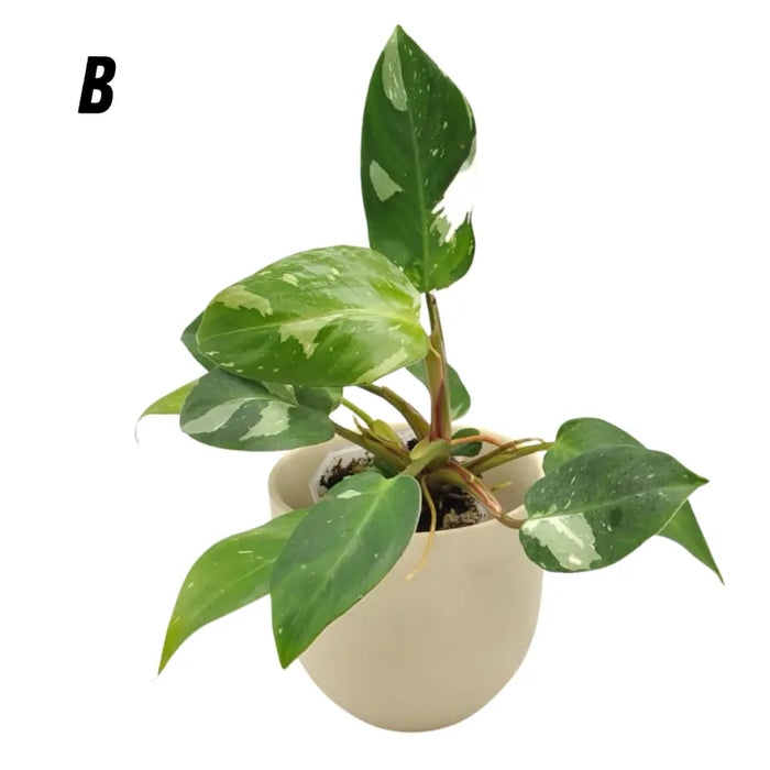 Philodendron White Princess - indoor plant