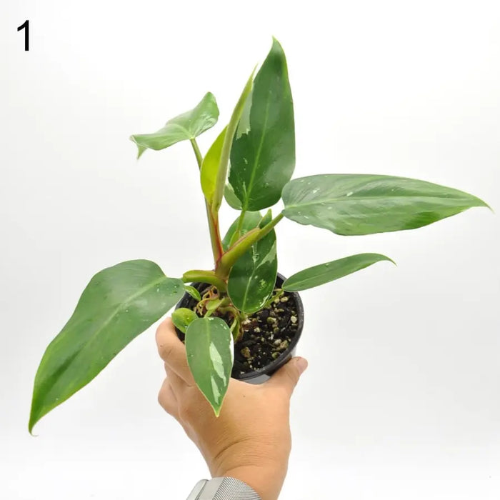 Philodendron White Princess - indoor plant