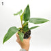 Philodendron White Princess - indoor plant