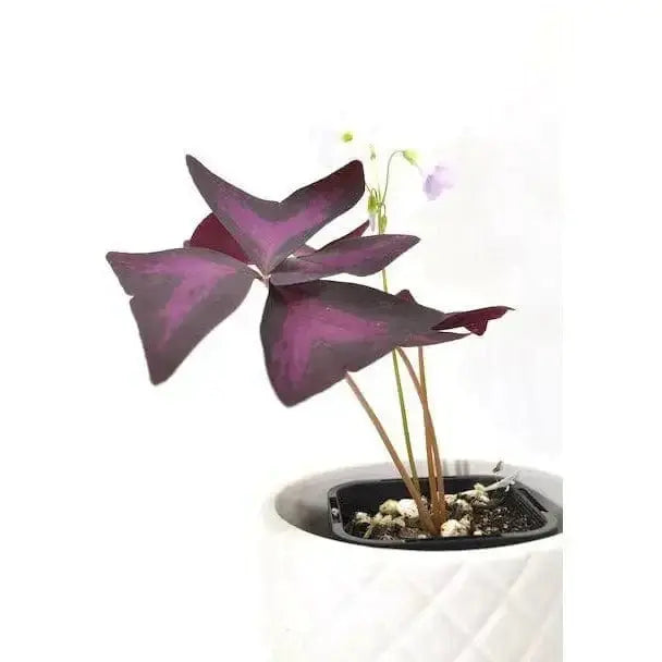 Purple Oxalis Triangularis