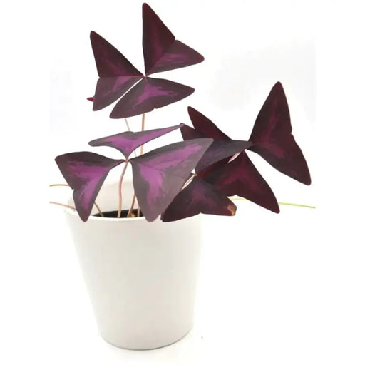 Purple Oxalis Triangularis