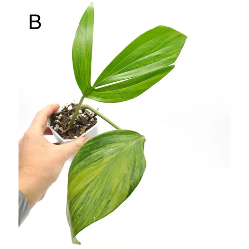 Rhaphidophora decursiva ’Aurea’ - B - indoor plant