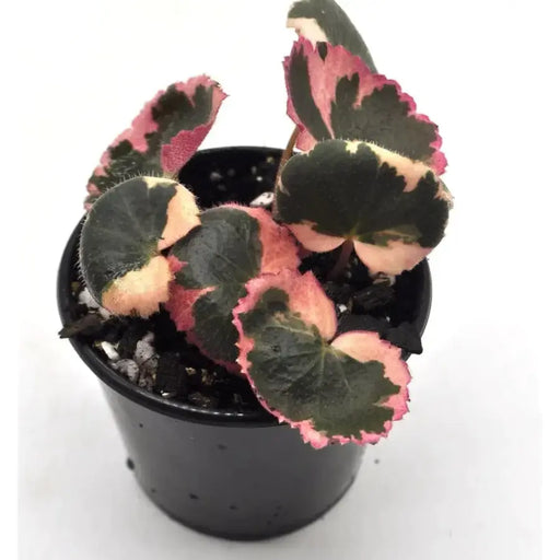 Saxifraga Stolonifera 'Tricolour' -  Strawberry begonia