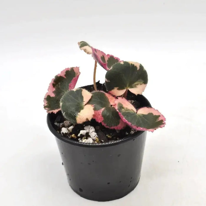 Saxifraga Stolonifera 'Tricolour' -  Strawberry begonia