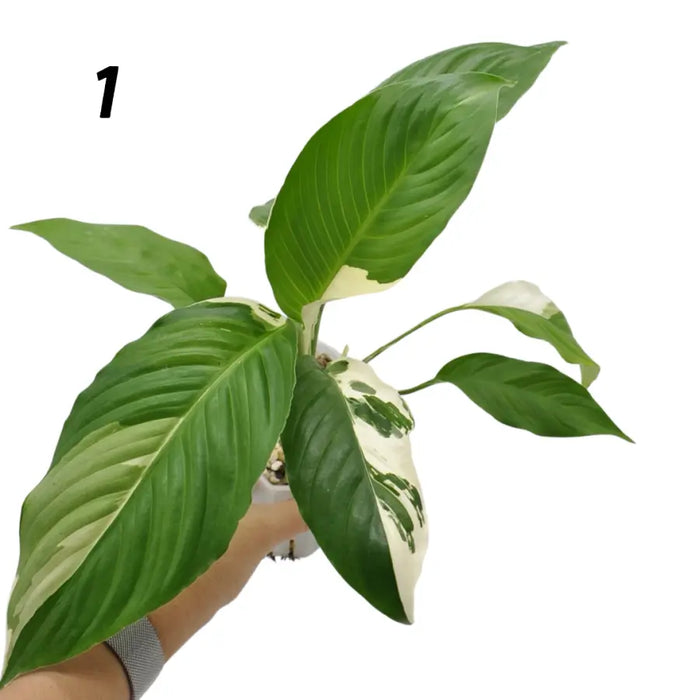 Spathiphyllum Picasso - 1 - indoor plant