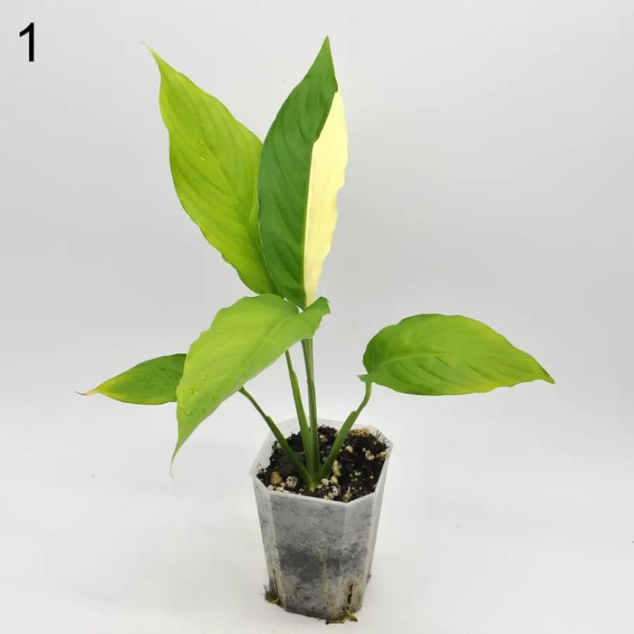 Spathiphyllum Picasso - 1 indoor plant