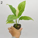 Spathiphyllum Picasso - 2 indoor plant