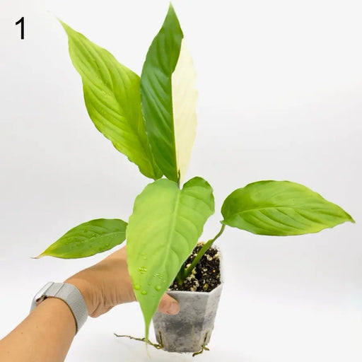 Spathiphyllum Picasso - indoor plant