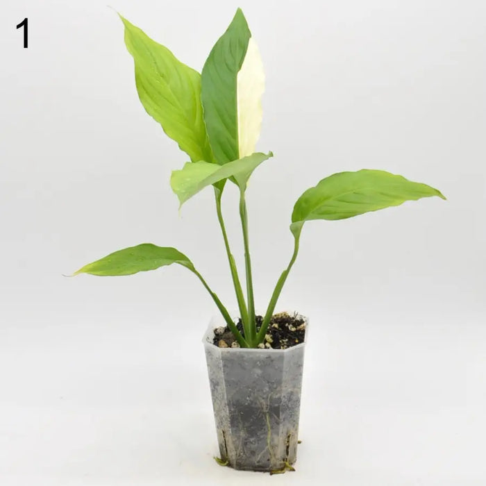 Spathiphyllum Picasso - indoor plant