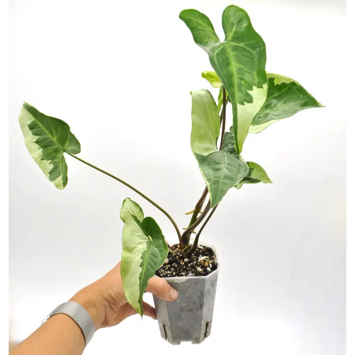 Syngonium 3 kings - indoor plant