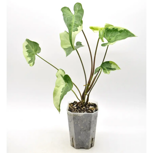 Syngonium 3 kings - indoor plant