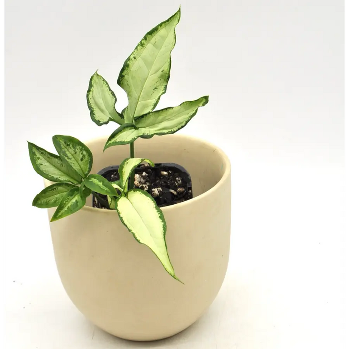 Syngonium little star - indoor plant