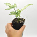 Syngonium little star - indoor plant