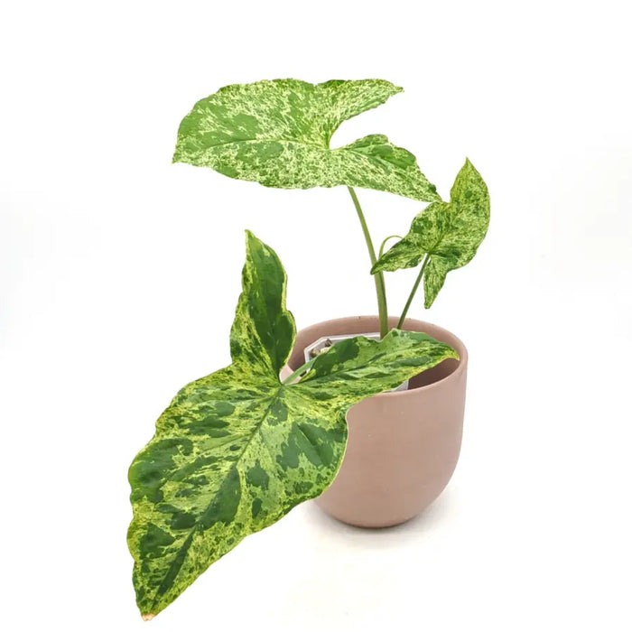 Syngonium Mojito