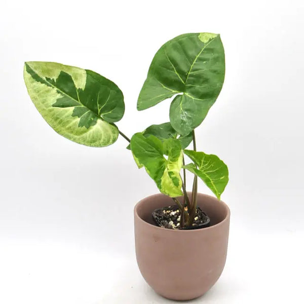 Syngonium Panda — Green My Space