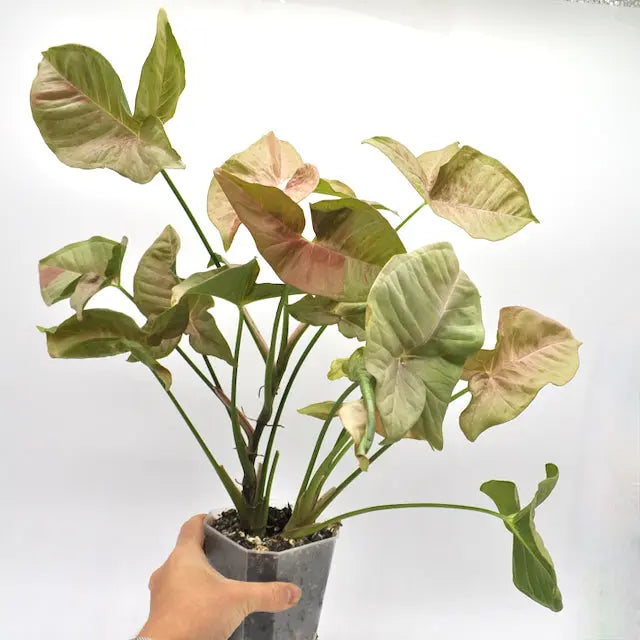 Syngonium Pink Spot (non TC)