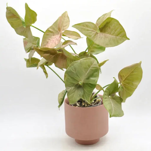 Syngonium Pink Spot (non TC)