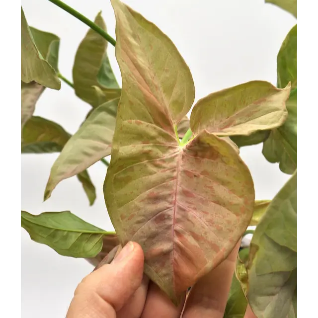 Syngonium Pink Spot (non TC)