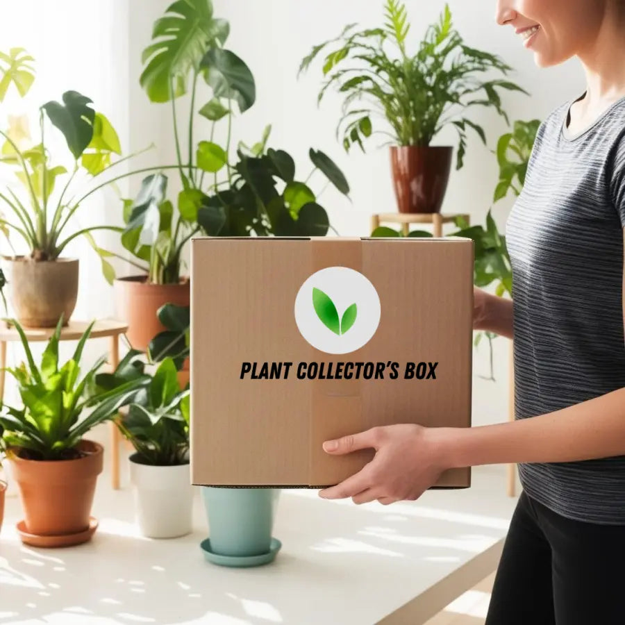 plants mania　THE SIDE UP BOX plants mania THE SIDE UP BOX plants mania THE SIDE UP BOX I