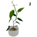 Variegated Epipremnum Pinnatum (large) - 3