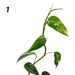 Variegated Epipremnum Pinnatum (large)