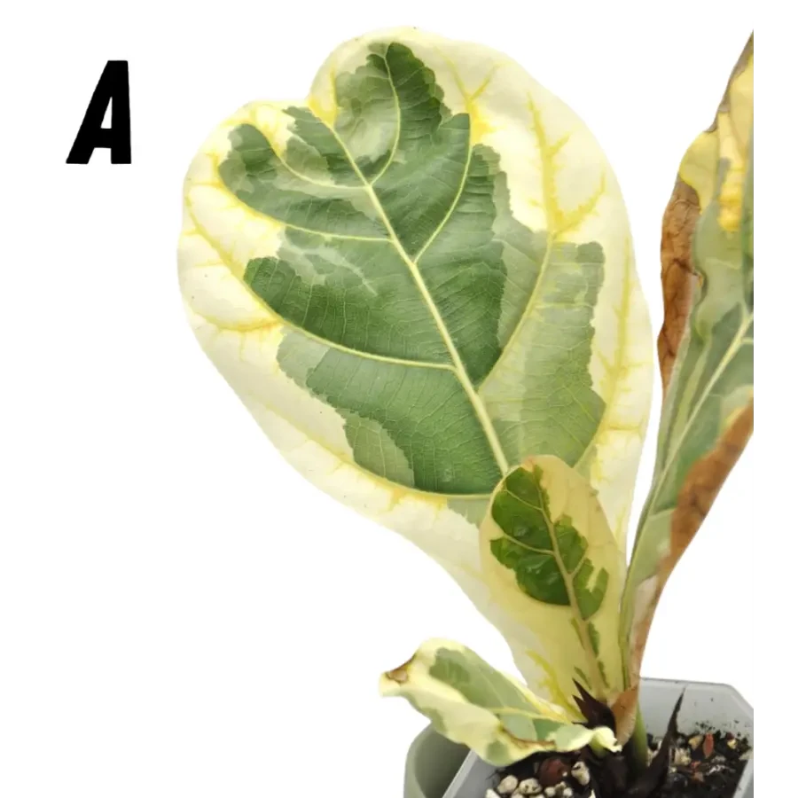 Variegated ficus lyrata indoor plant Green My Space