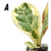Variegated ficus lyrata - A - indoor plant