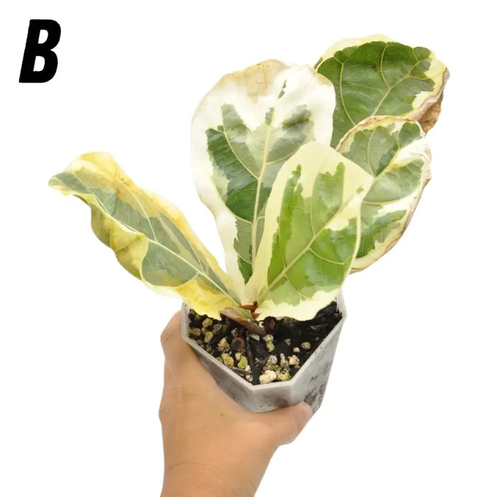Variegated ficus lyrata - B - indoor plant