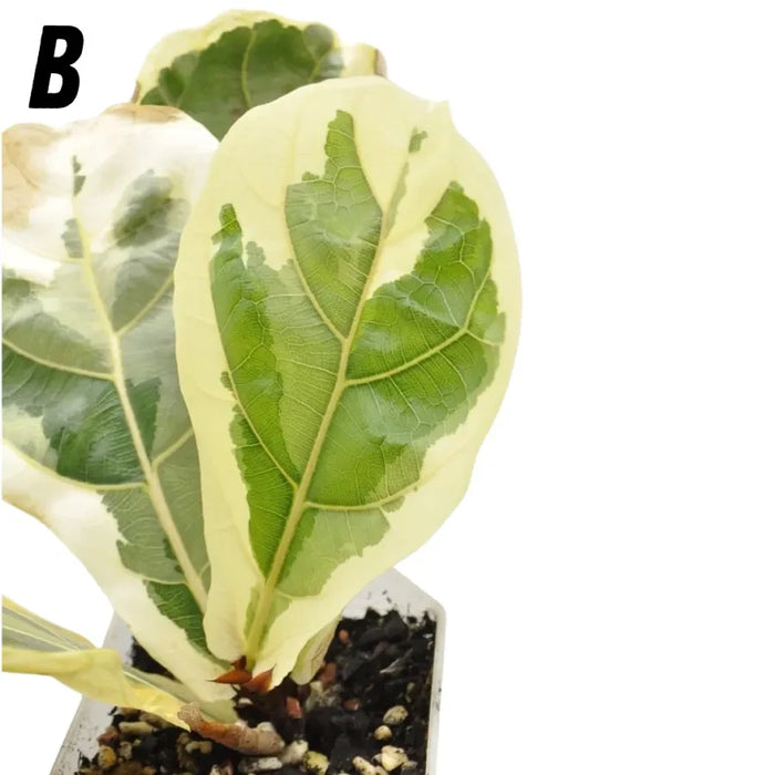 Variegated ficus lyrata - indoor plant