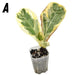 Variegated ficus lyrata - indoor plant