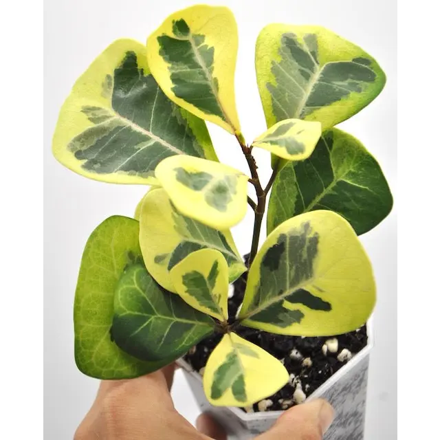 Variegated Ficus triangularis - indoor plant