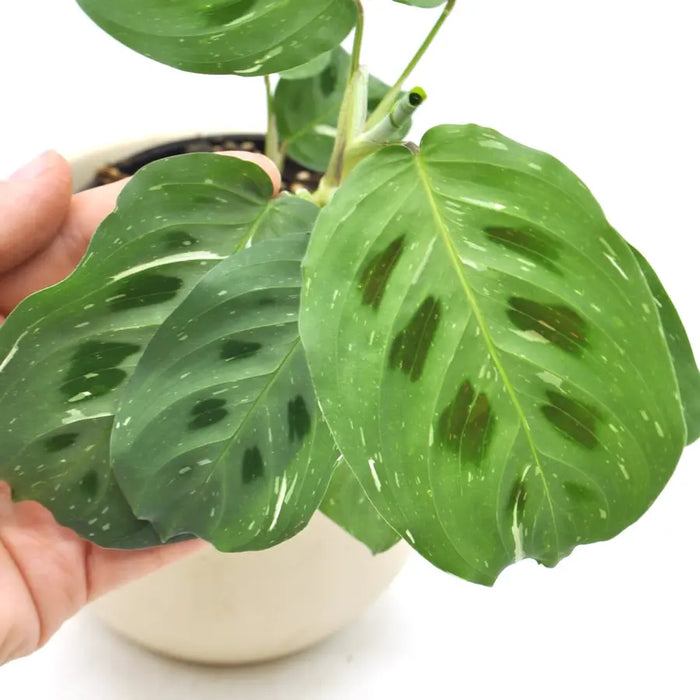 Display Maranta Collection Variegated Maranta — Green My Space