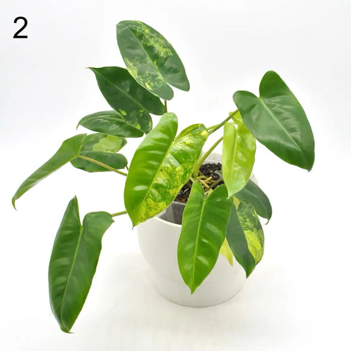 Variegated Philodendron Burle Marx - 2 - indoor plant